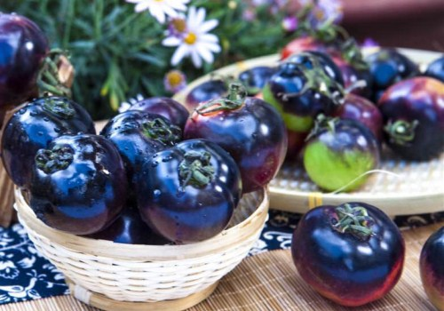 Černá rajčata - Černá kráska 🍅 – S vysokou klíčivostí 98%!