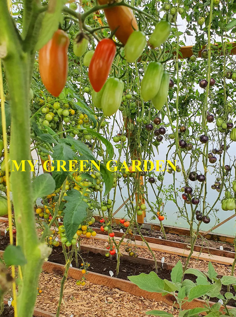 Černá rajčata - Černá kráska 🍅 – S vysokou klíčivostí 98%!