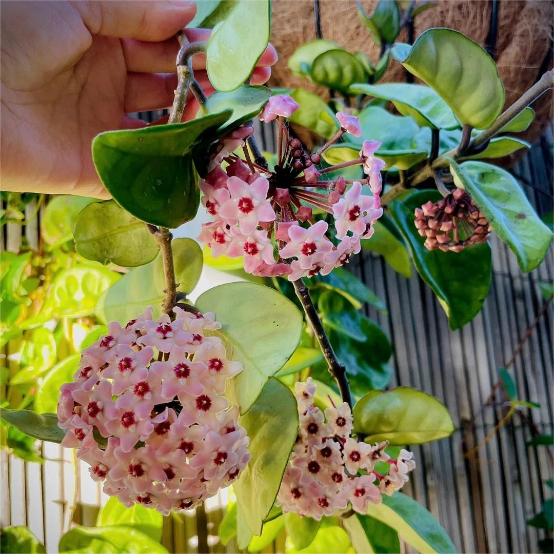 🌌✨ Hoya – Kwiaty jak spadające gwiazdy! Egzotyczne piękno w Twoim domu