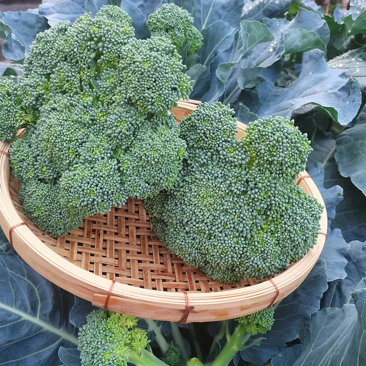 🌱 Semena brokolice rabe – rychle rostoucí, čerstvé výhonky za pouhých 30 dní!