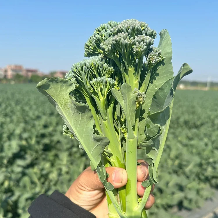 🌱 Semena brokolice rabe – rychle rostoucí, čerstvé výhonky za pouhých 30 dní!