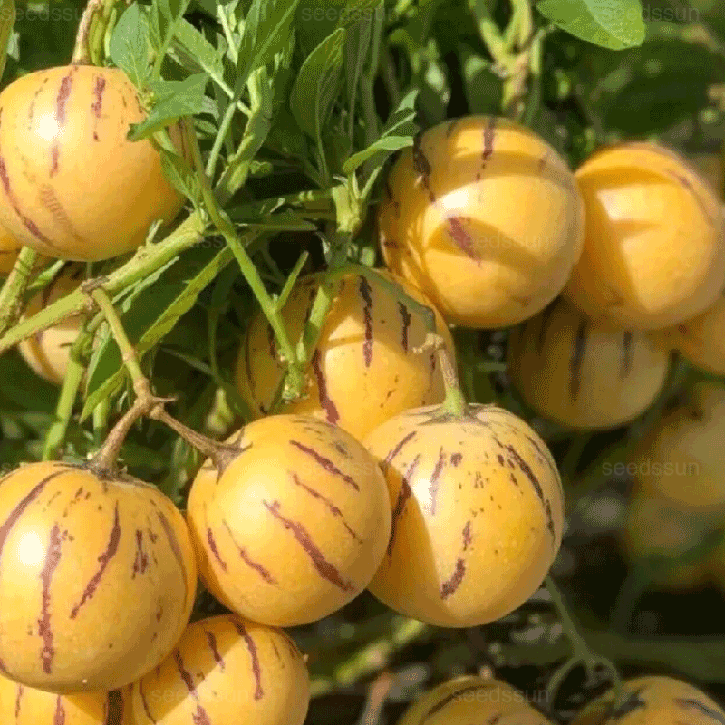 🌿 Semena Ginseng Fruit – Snadné pěstování 🌱 (Perfektní pro začátečníky i zkušené zahradníky!)