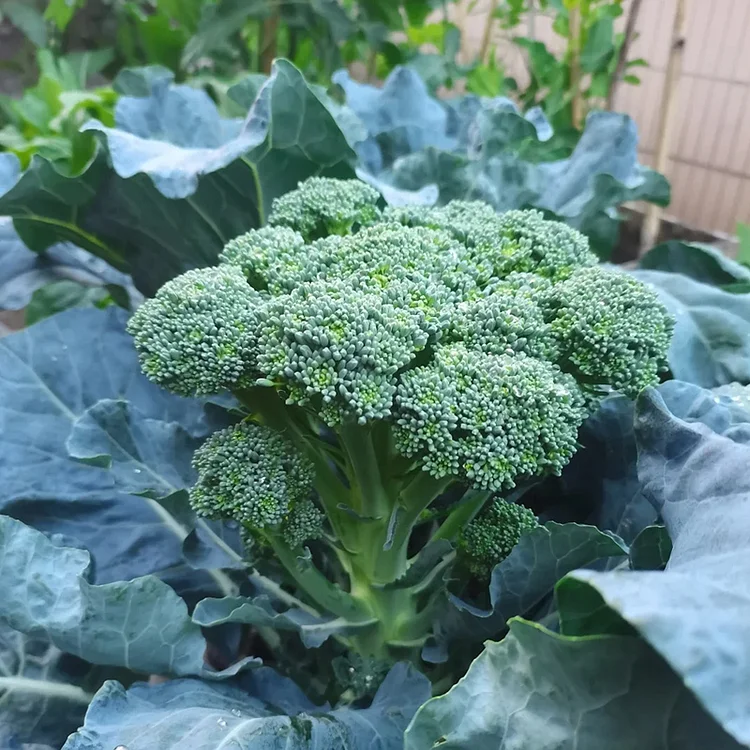 🌱 Semena brokolice rabe – rychle rostoucí, čerstvé výhonky za pouhých 30 dní!