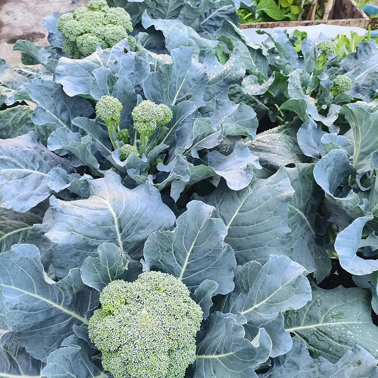 🌱 Semena brokolice rabe – rychle rostoucí, čerstvé výhonky za pouhých 30 dní!