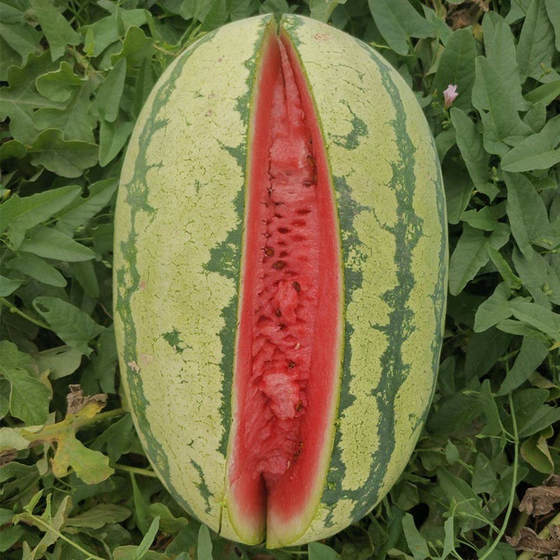 🔥🍉 Pěstujte meloun snadno bez práce! „Lazy Man“ semena – rychlá sklizeň a minimální péče 🌱💧