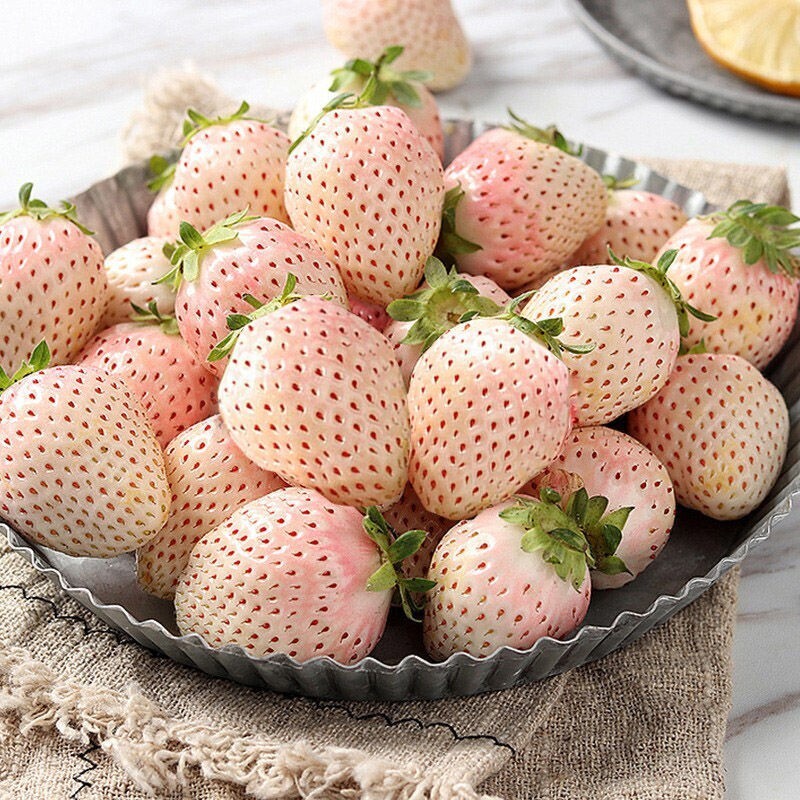 🍓 Semena bílé krémové jahody – sladká, výjimečná a snadná na pěstování doma