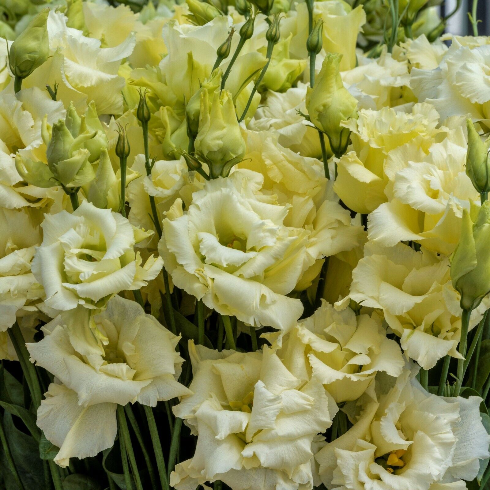 Nasiona Lisianthus (Eustoma) – Bezkolcowa Róża 🌸