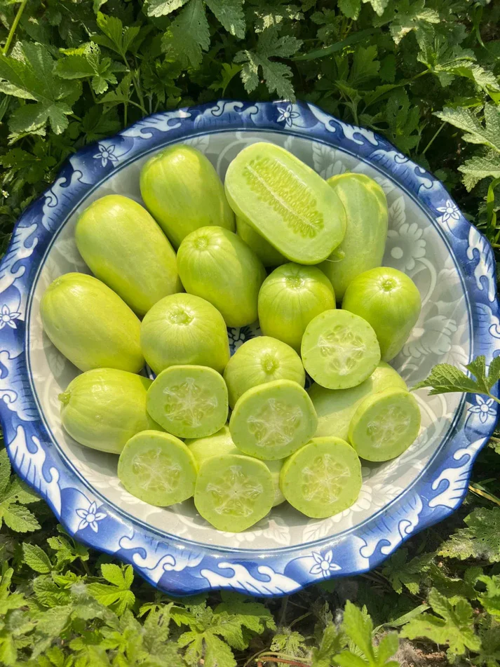 🌟 Semena okurky Jade Lady🥒 Osvěžující, křupavé a jemné🍃 první volba pro pochoutku!