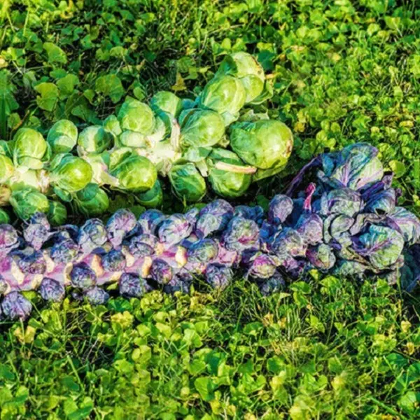 🥬Kelbimbó „Marte” F1 vetőmag – ízletes, ropogós, prémium hibrid fajta