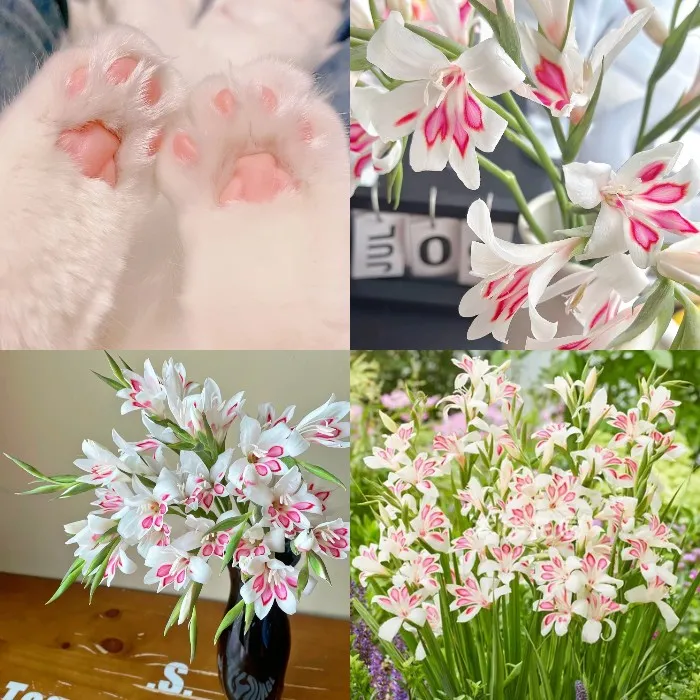 Glaïeul griffe de chat🌸