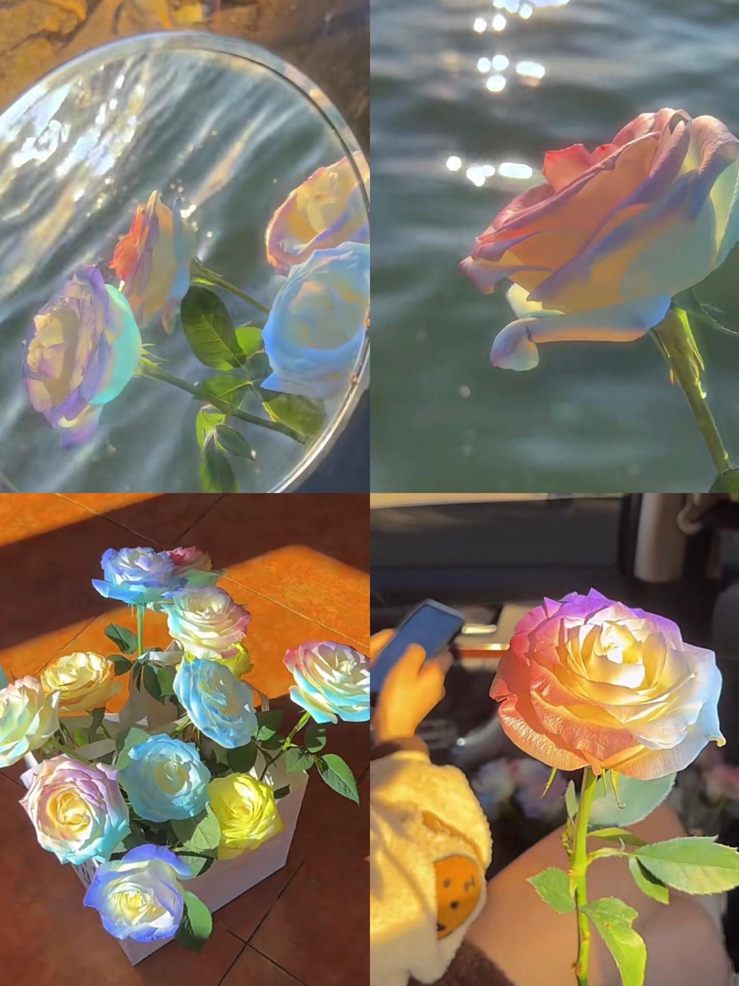 Ritka Magvak - Datura Langaros Nyugati Régiók Rózsái