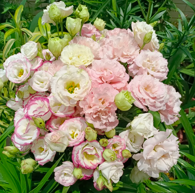 💐 Lisianthus – Időtlen szépség, örök szerelem 💫