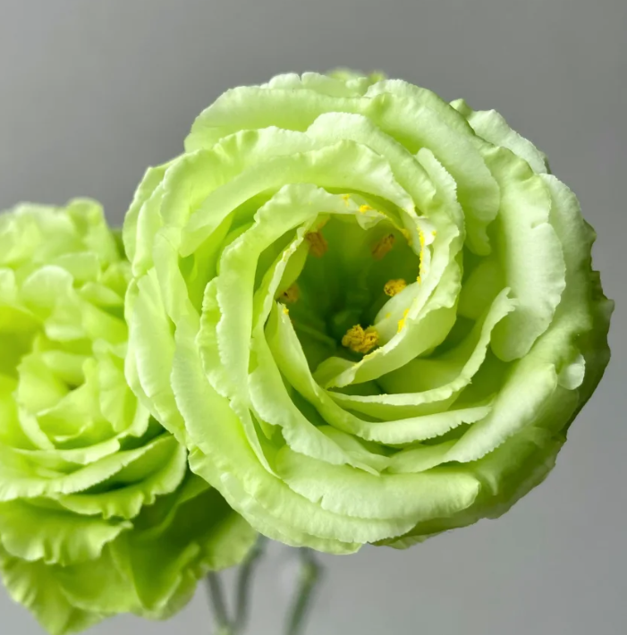 💐 Lisianthus – Időtlen szépség, örök szerelem 💫