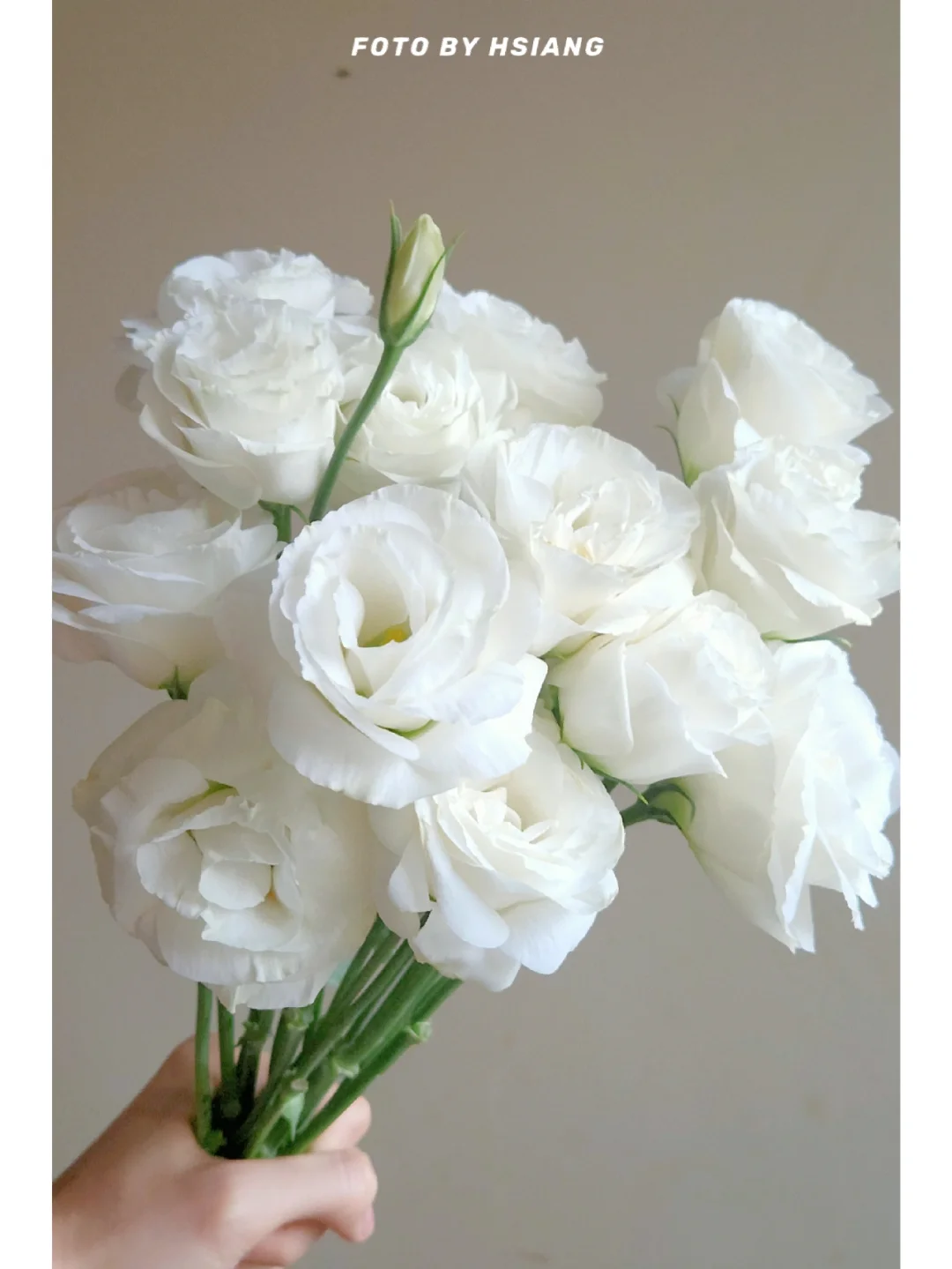 💐 Lisianthus – Időtlen szépség, örök szerelem 💫