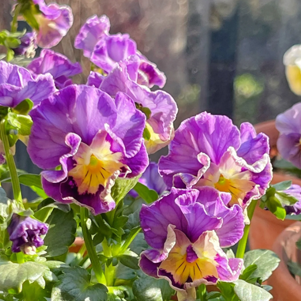 💐Pansy Téli Elf Sorozat - Végtelenül Hiányzol