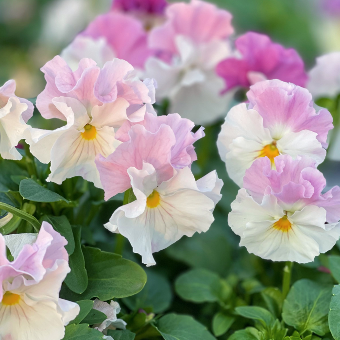 💐Pansy Téli Elf Sorozat - Végtelenül Hiányzol