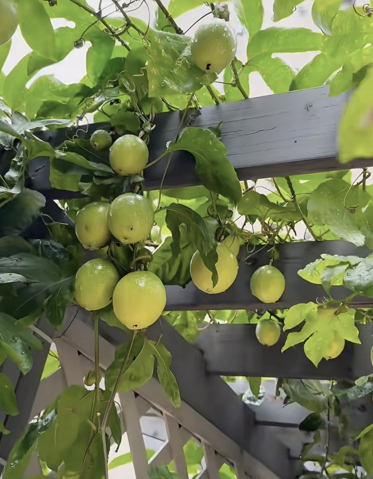 🔥 NÉPSZERŰ – 🌱 Édes maracujamagok, amelyeket bárhol termeszthetsz!