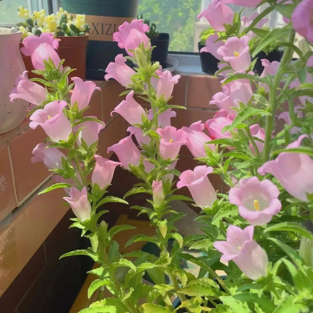 Campanula magvak, Cserépbe ültethető virág magvak