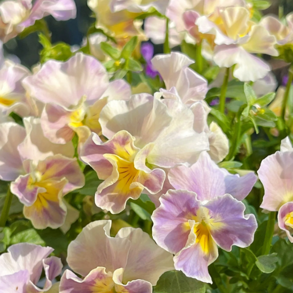 💐Pansy Téli Elf Sorozat - Végtelenül Hiányzol