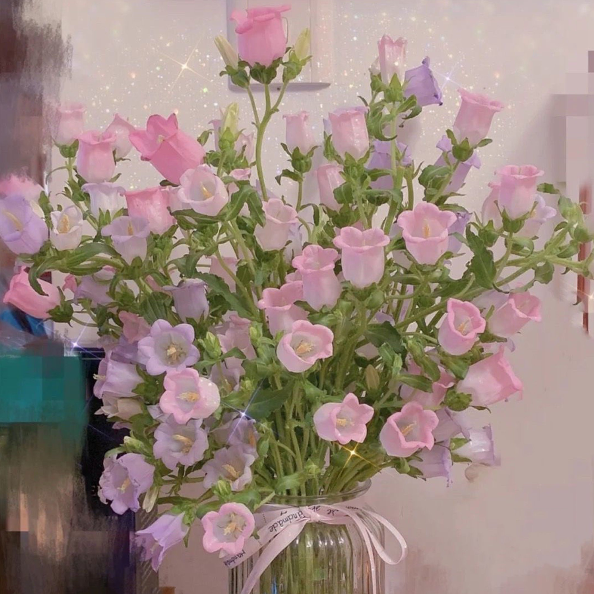 Campanula magvak, Cserépbe ültethető virág magvak