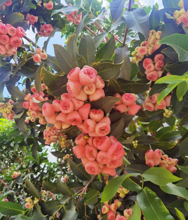 Rózsaszín “Mist” lótusz vetőmag