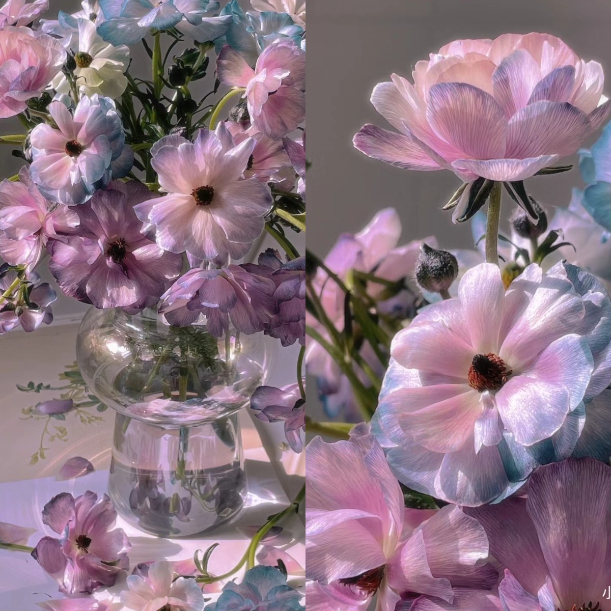 🦋Poros lila pillangó boglárka