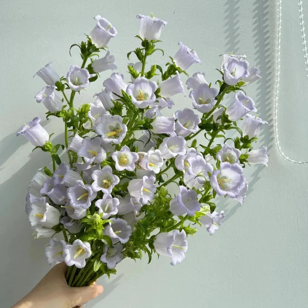 Campanula magvak, Cserépbe ültethető virág magvak