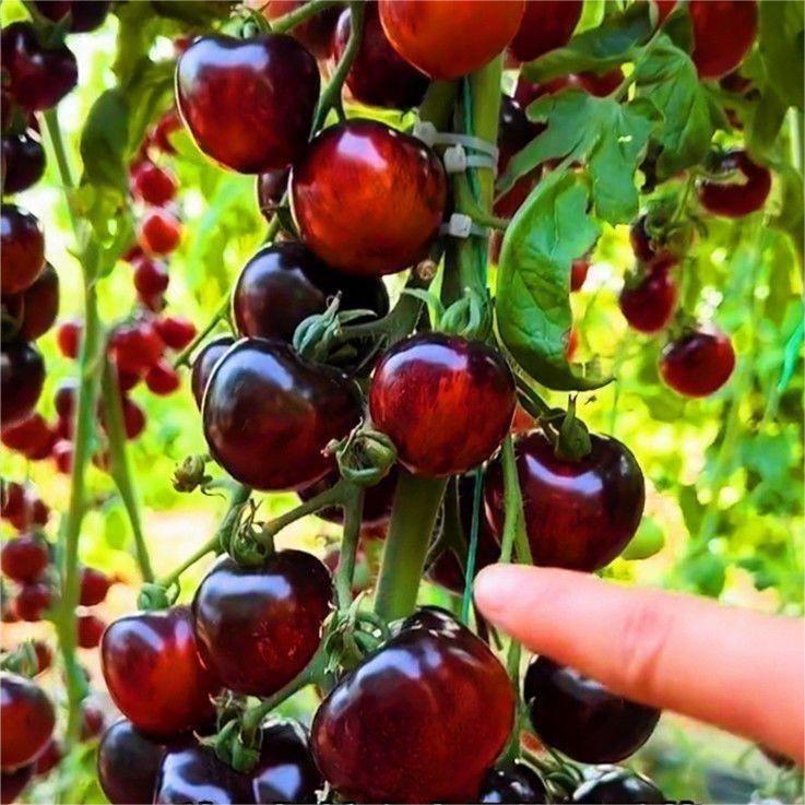 🔥50% de Réduction✨🍅Graines de tomates cerises