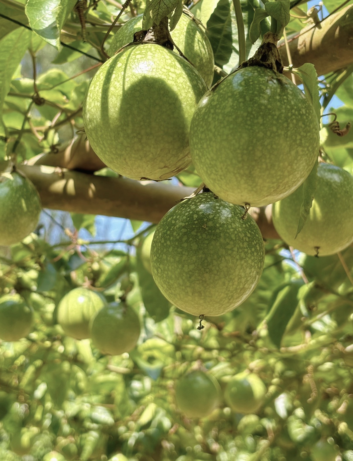 🔥 NÉPSZERŰ – 🌱 Édes maracujamagok, amelyeket bárhol termeszthetsz!