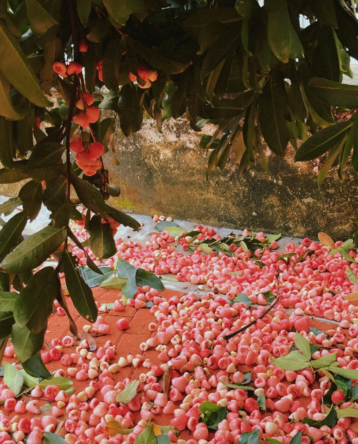 Rózsaszín “Mist” lótusz vetőmag