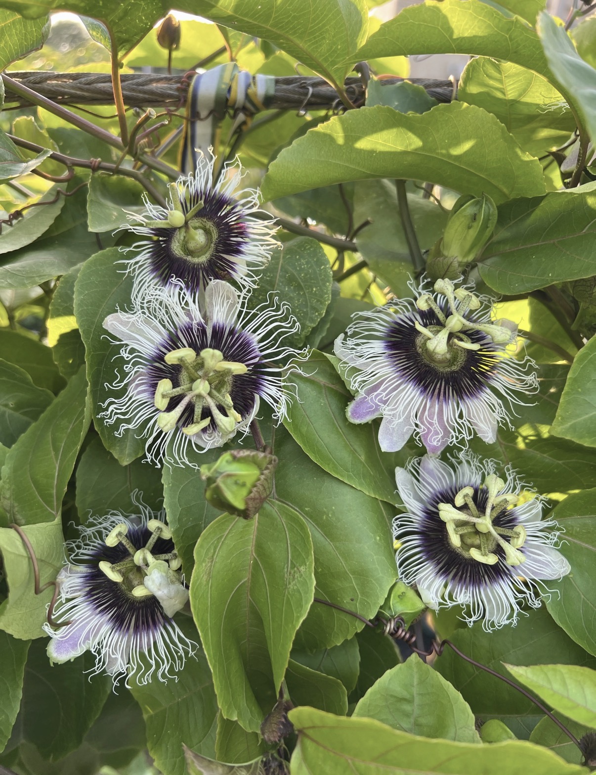 🔥 NÉPSZERŰ – 🌱 Édes maracujamagok, amelyeket bárhol termeszthetsz!