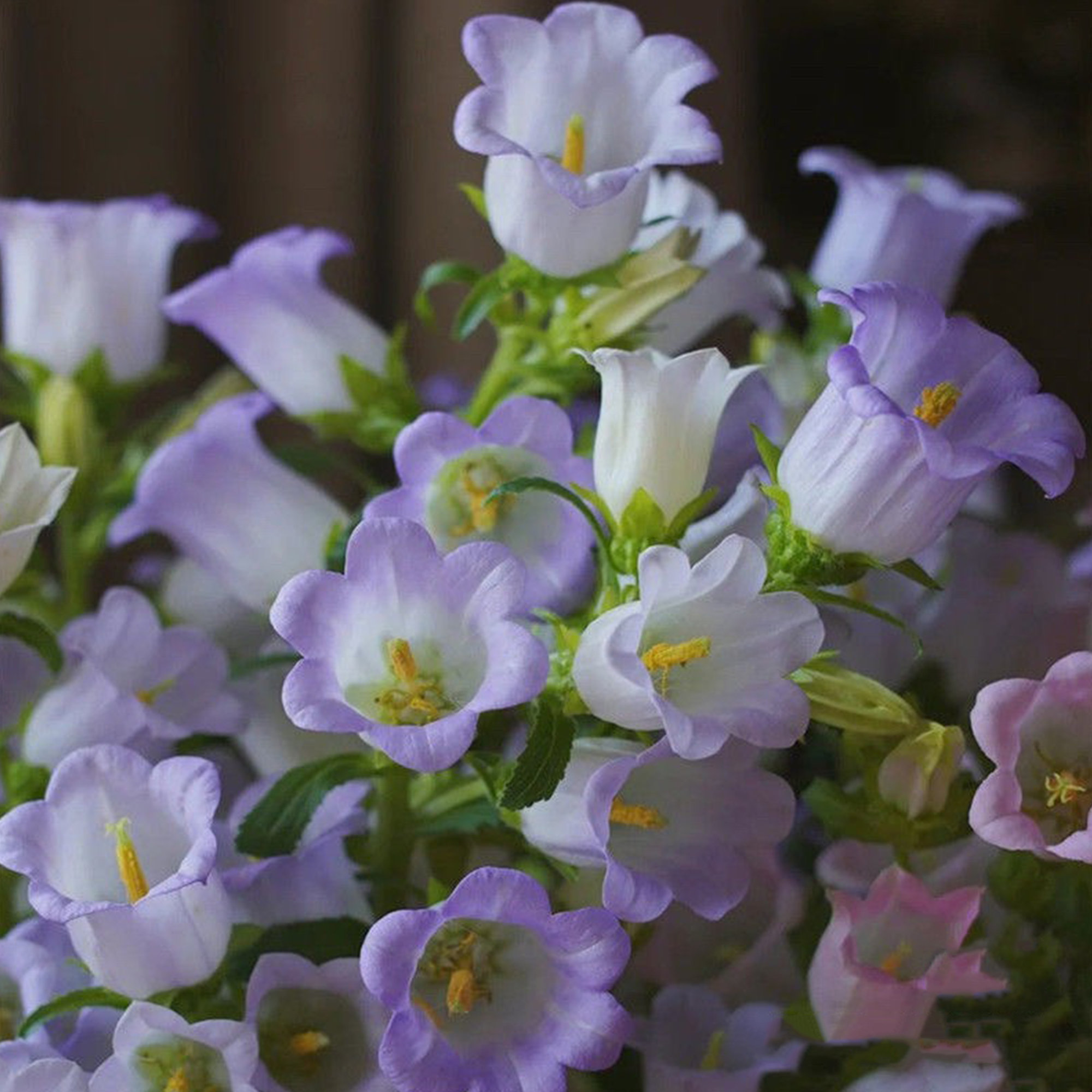Campanula magvak, Cserépbe ültethető virág magvak