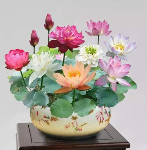 🔥Zimní akce💐 Svatý mrazuvzdorný miskový lotos