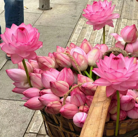 🔥Zimní akce💐 Svatý mrazuvzdorný miskový lotos