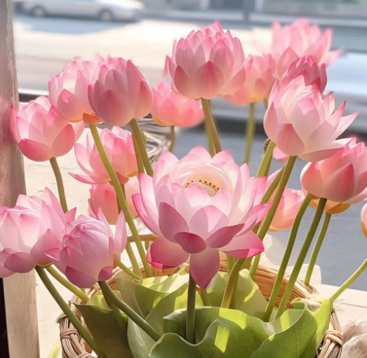 🔥Zimní akce💐 Svatý mrazuvzdorný miskový lotos