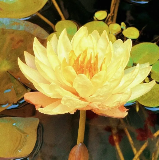 🔥Zimní akce💐 Svatý mrazuvzdorný miskový lotos