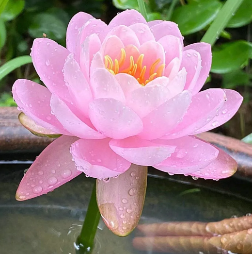 🔥Zimní akce💐 Svatý mrazuvzdorný miskový lotos