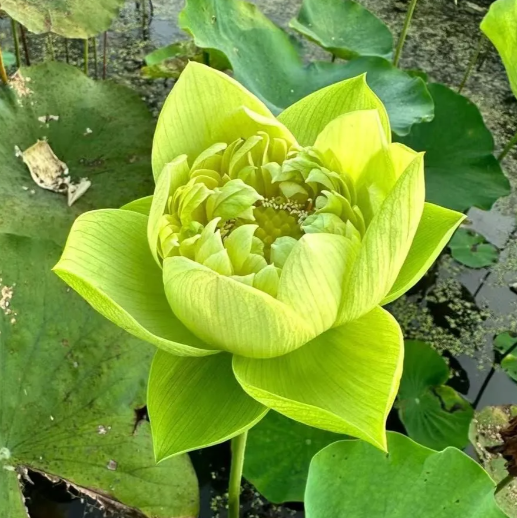 🔥Zimní akce💐 Svatý mrazuvzdorný miskový lotos