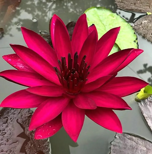 🔥Zimní akce💐 Svatý mrazuvzdorný miskový lotos