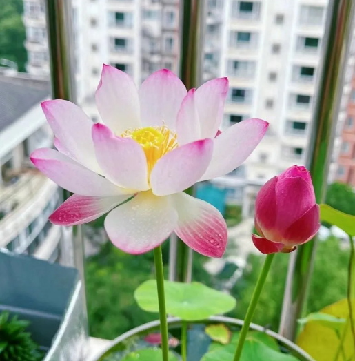 🔥Zimní akce💐 Svatý mrazuvzdorný miskový lotos