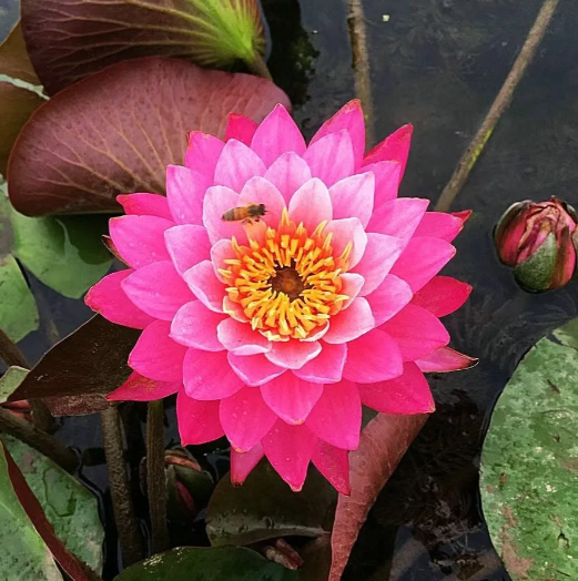 🔥Zimní akce💐 Svatý mrazuvzdorný miskový lotos