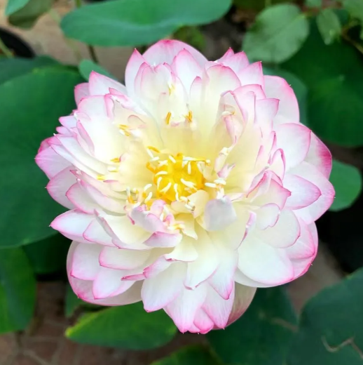 🔥Zimní akce💐 Svatý mrazuvzdorný miskový lotos