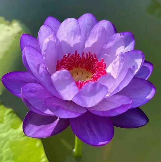 🔥Zimní akce💐 Svatý mrazuvzdorný miskový lotos