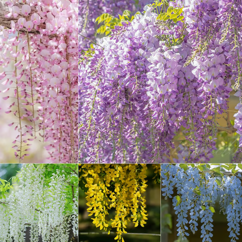 🌸 Vistárie – kaskádová krása zahrady po celý rok