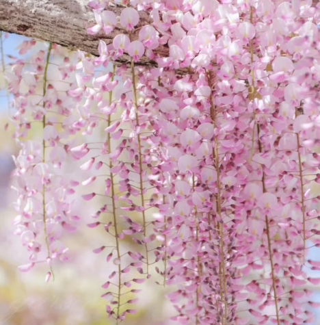 🌸 Vistárie – kaskádová krása zahrady po celý rok