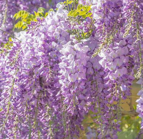 🌸 Vistárie – kaskádová krása zahrady po celý rok