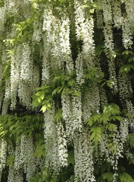 🌸 Vistárie – kaskádová krása zahrady po celý rok