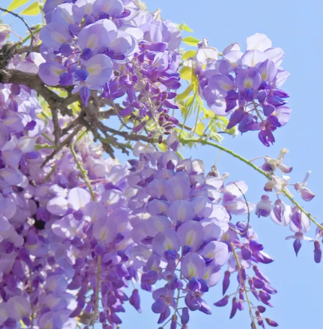 🌸 Vistárie – kaskádová krása zahrady po celý rok