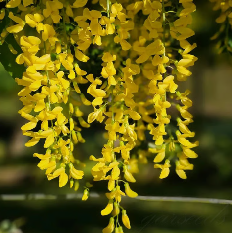 🌸 Vistárie – kaskádová krása zahrady po celý rok