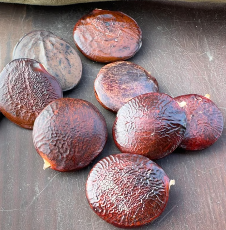 🌸 Vistárie – kaskádová krása zahrady po celý rok